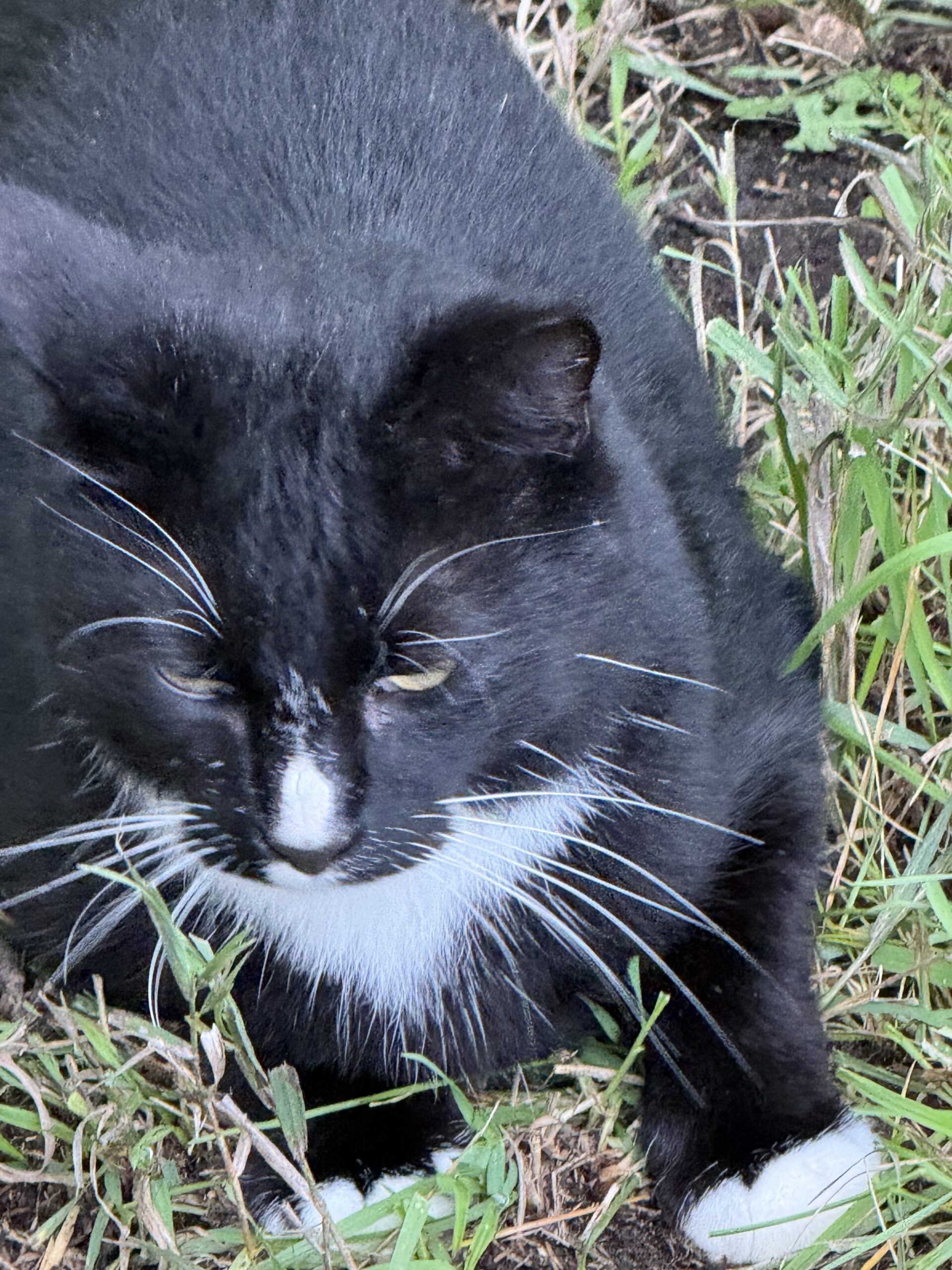 Barliose (Dippy) the Cat