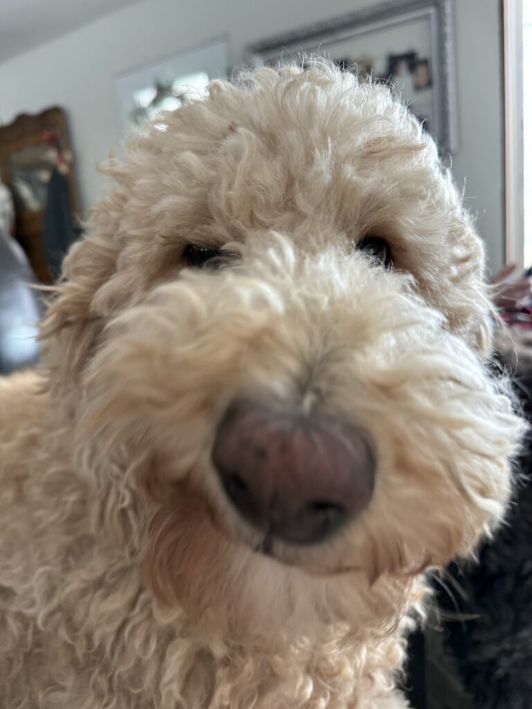 Bennie the Dog