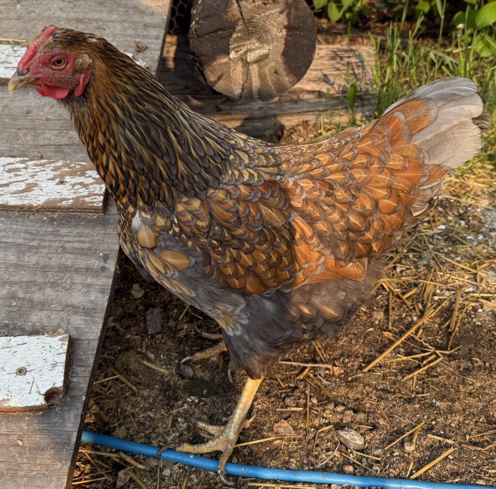 Delores Chickens