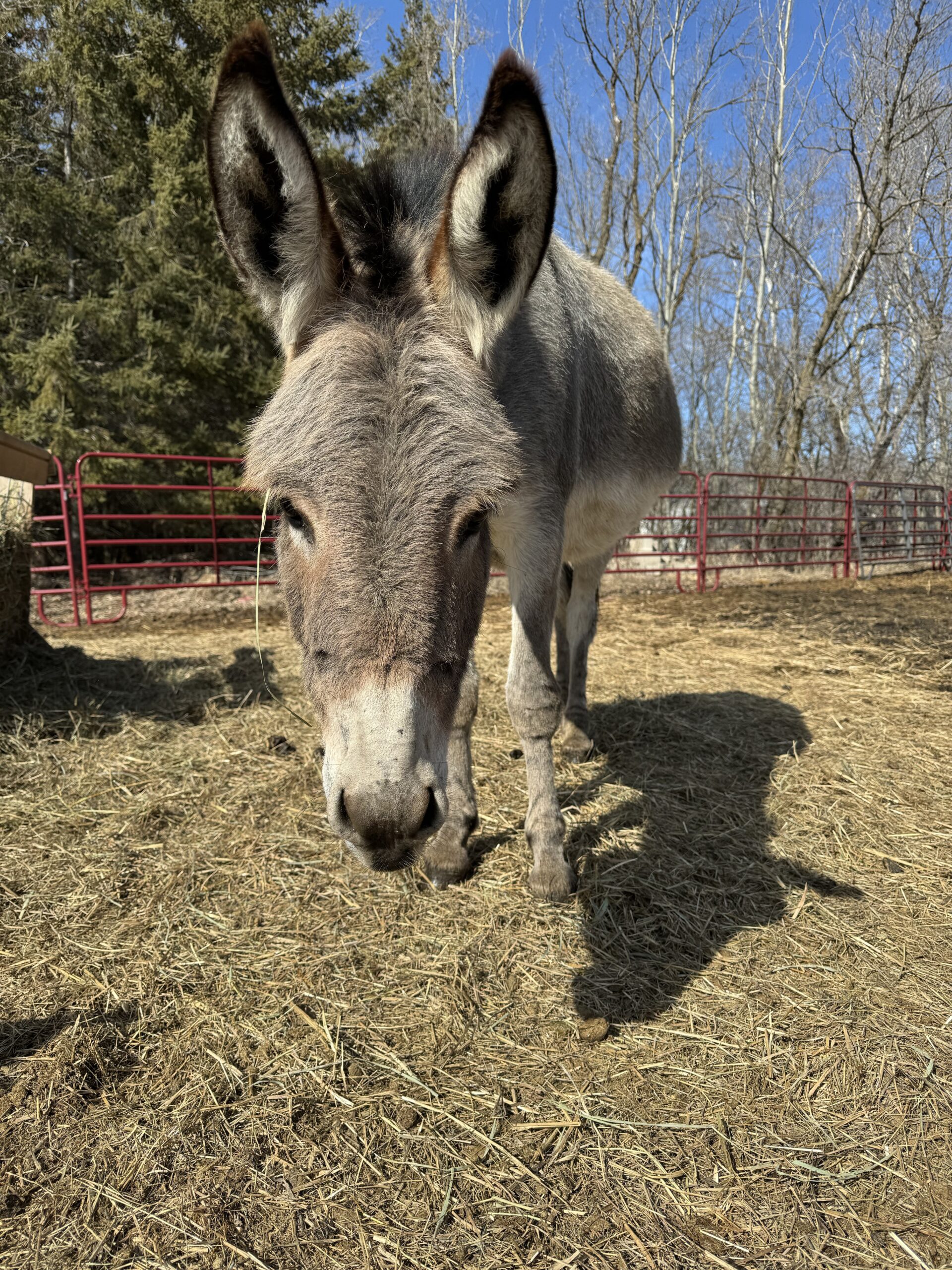 Emma the Donkey