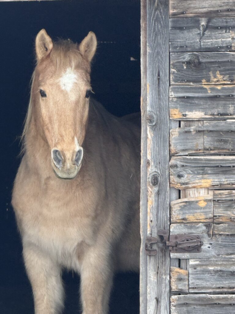 Enzo the Horse