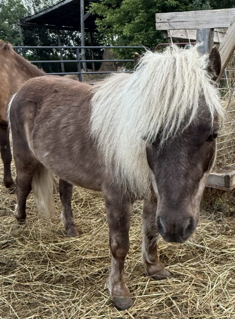 Fabio the Mini Horse