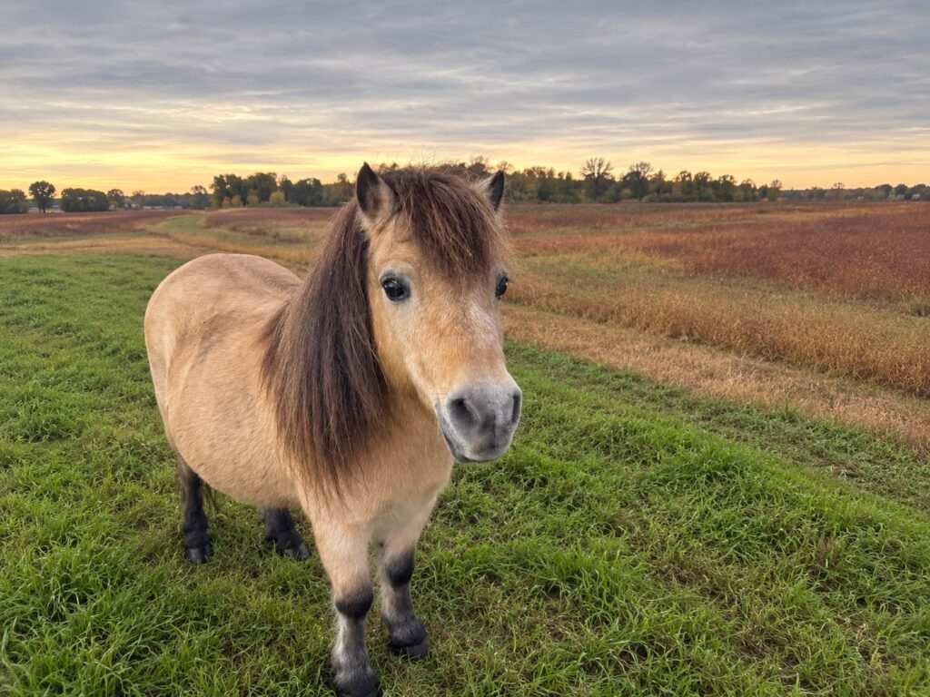 Fernando the Mini Horse