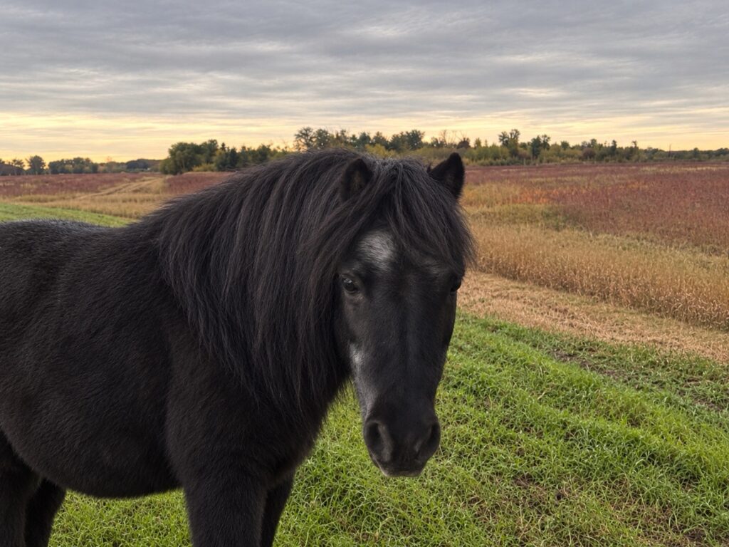 Flo the Horse