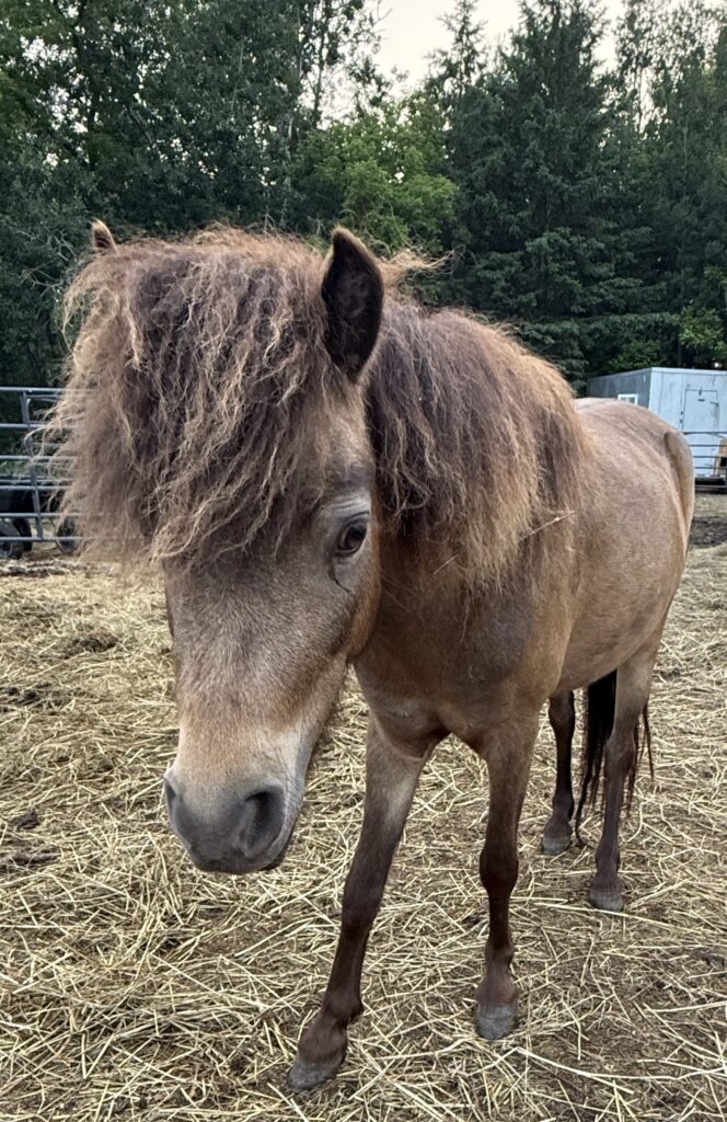 Flossy the Mini Horse