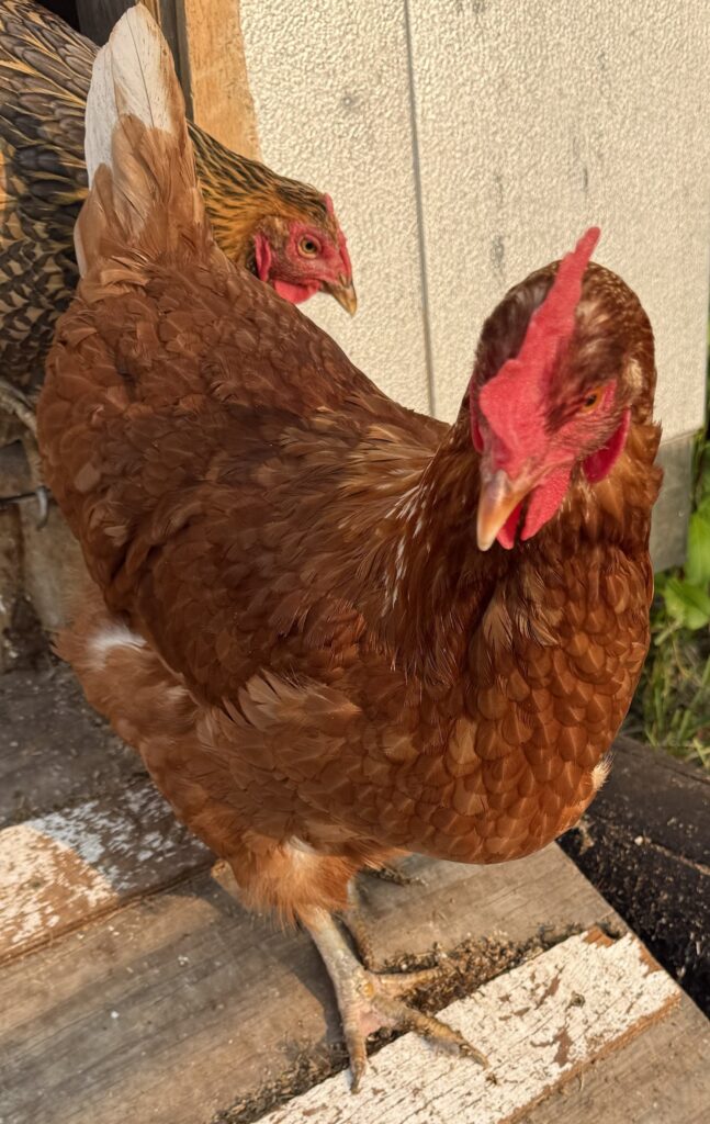 Ginger Chickens