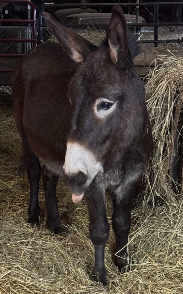 Loyd the Donkey