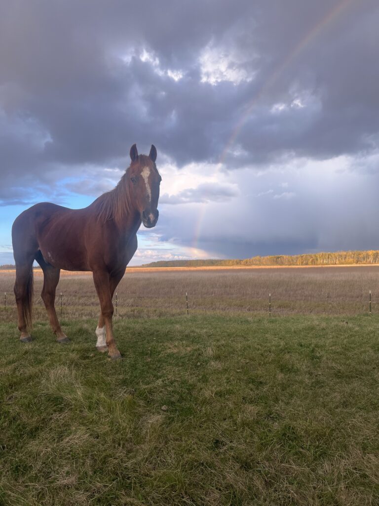 Mack the Horse