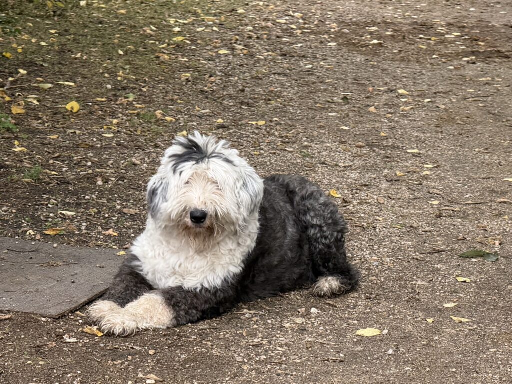 Millie the Dog