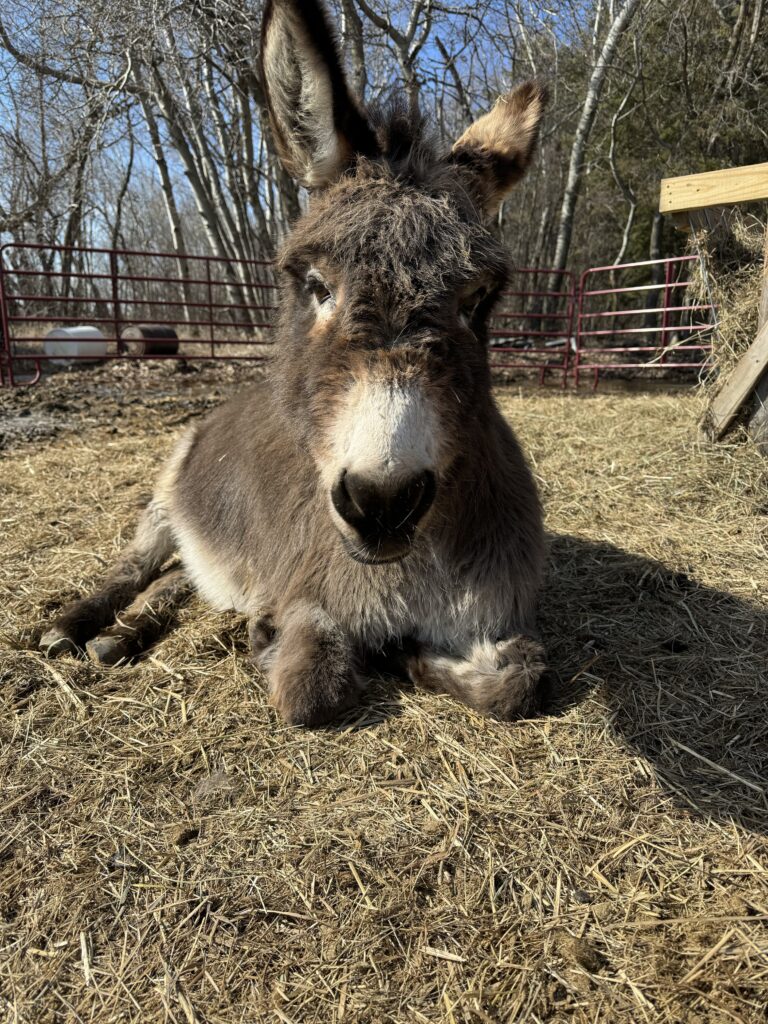 Norma the Mini Donkey