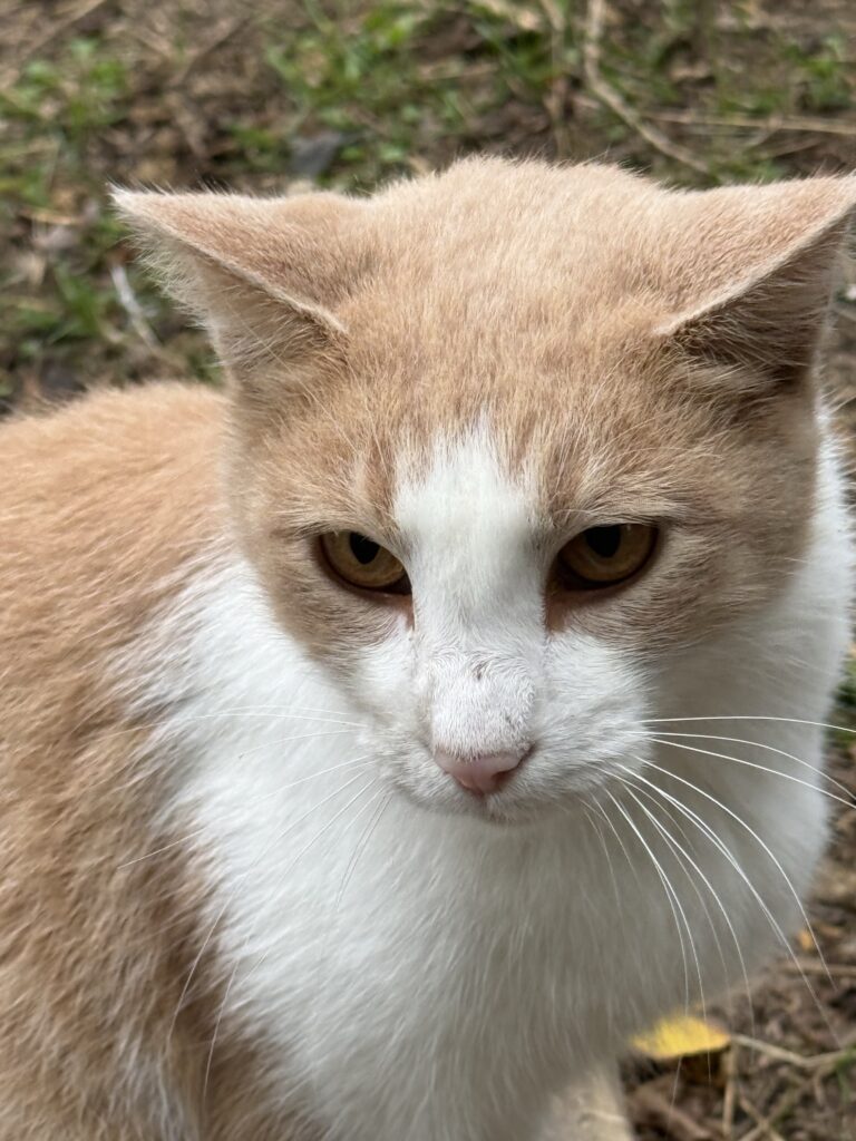 O’Malley the Cat