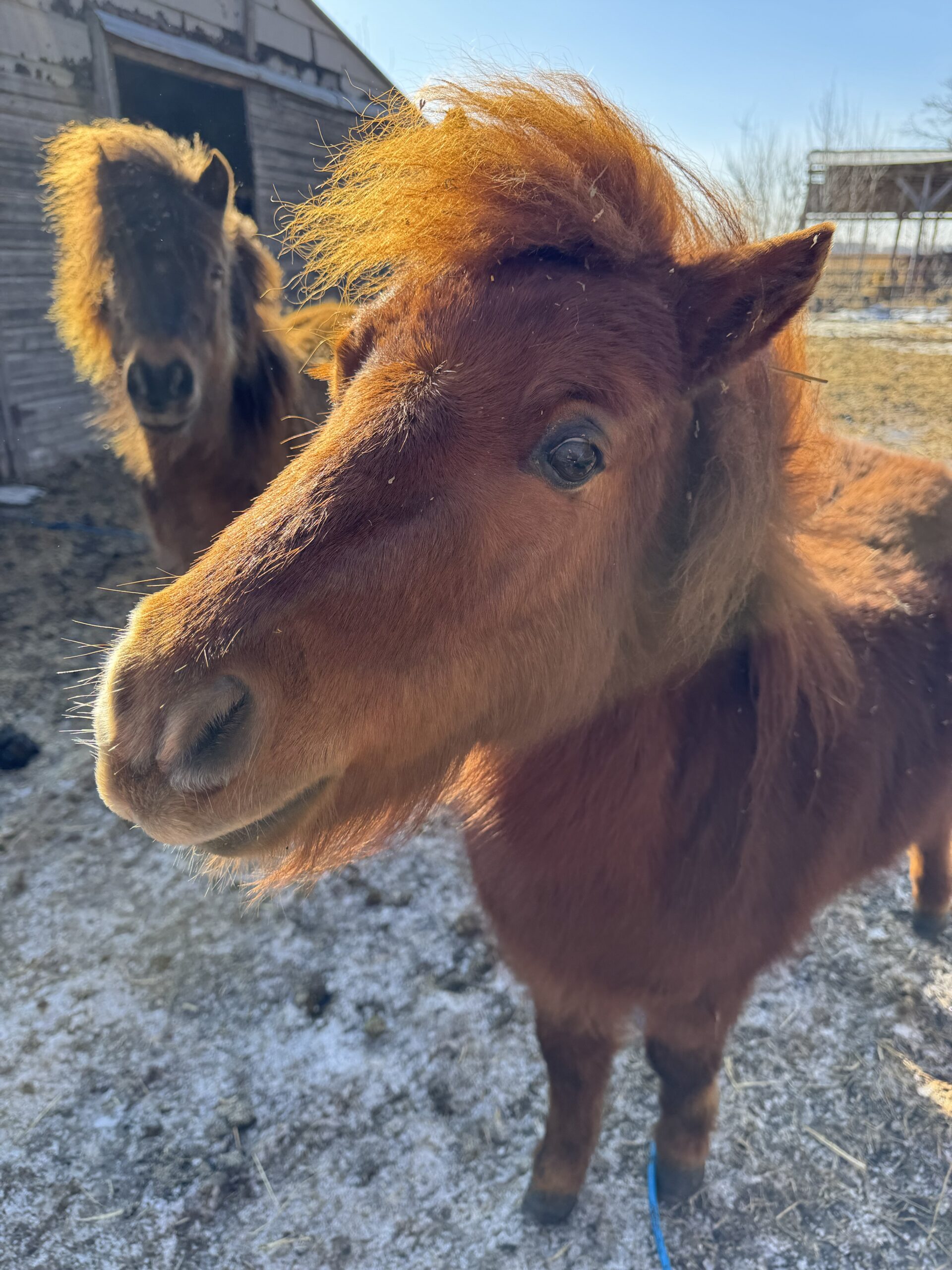 Red Foreman the Mini Horse