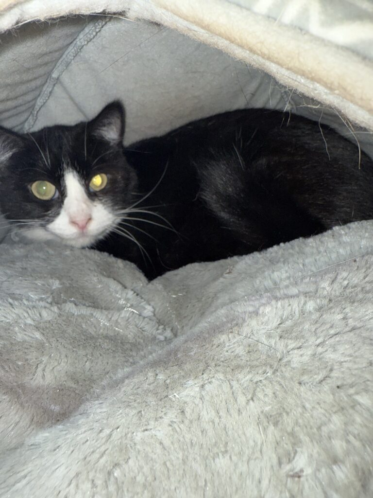 Toulouse (Loosee) the Cat