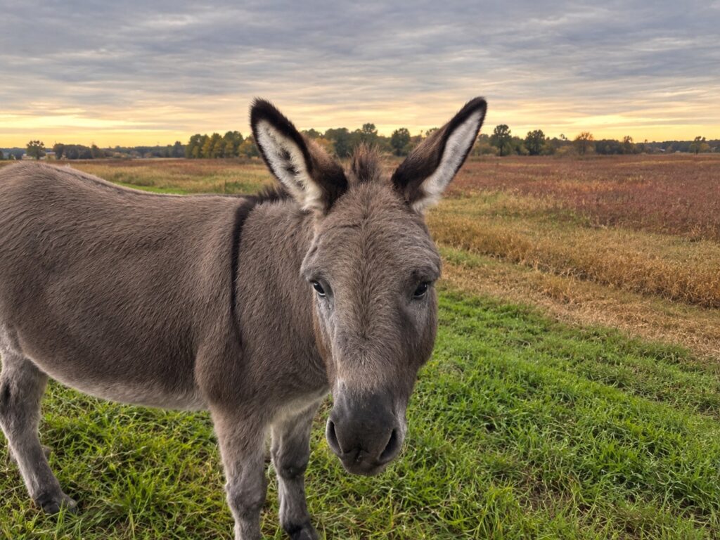 Zacchaeus the Donkey