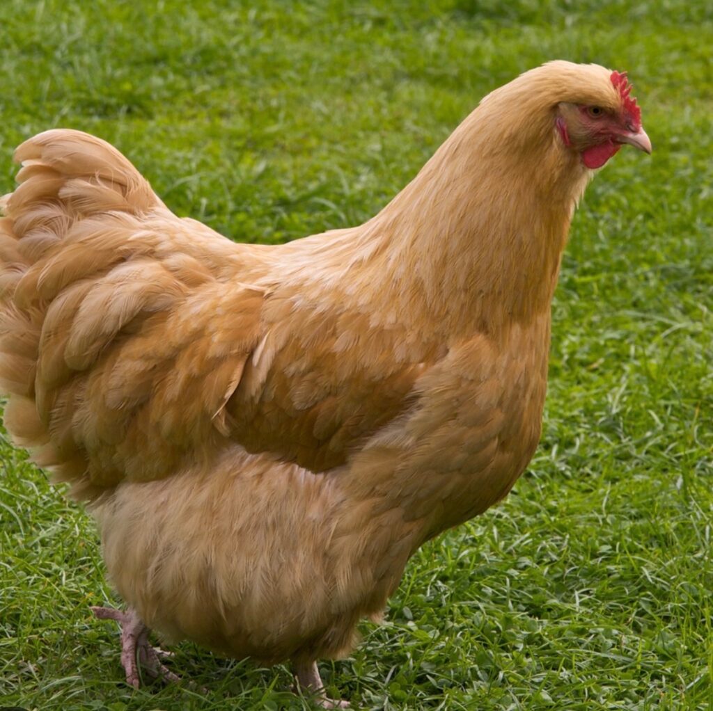 Buffy the Chicken