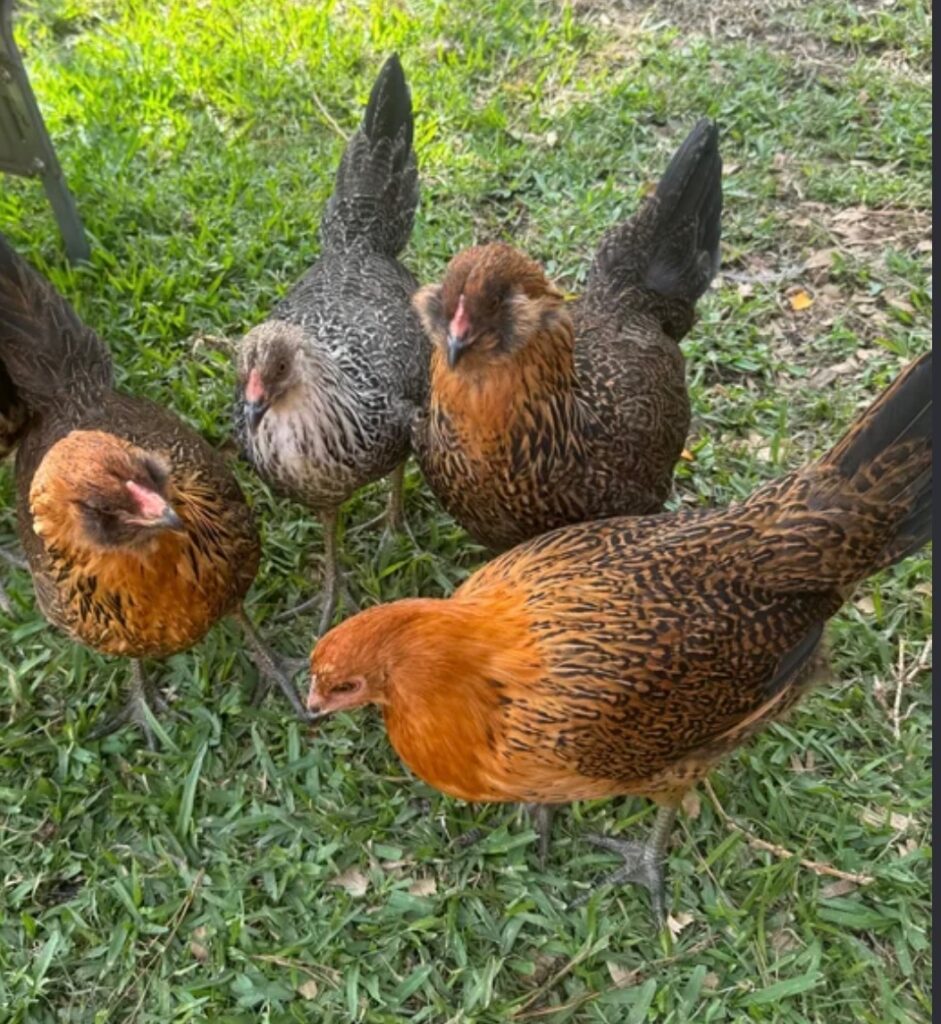 Vampire Slayers Chicken Flock